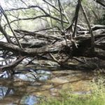 Volunteers sought to rescue wetland from invasive species